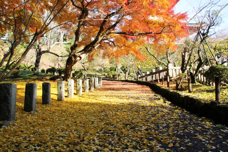 成田山公園の紅葉2012①_a0127090_20444835.jpg