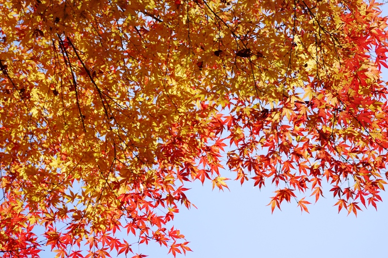 成田山公園の紅葉2012①_a0127090_20452128.jpg