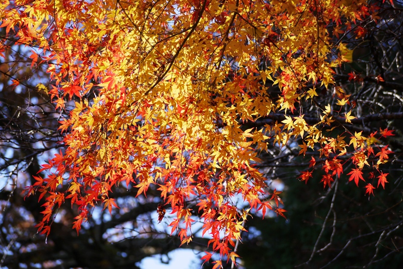 成田山公園の紅葉2012①_a0127090_20453063.jpg