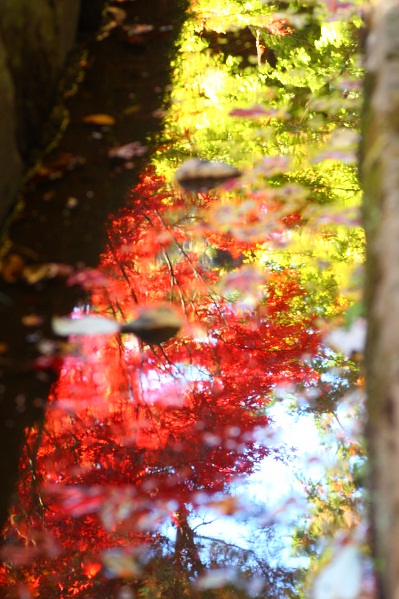 平林寺の紅葉_c0208590_19455174.jpg