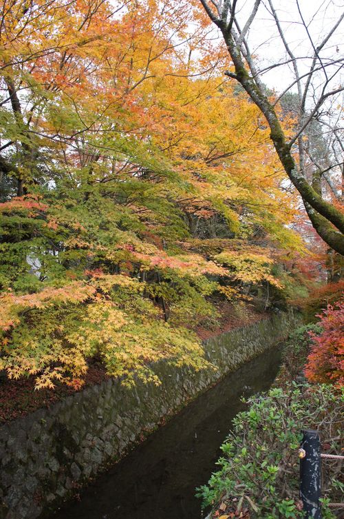 錦秋の京都（13）　哲学の道。_f0165495_22362384.jpg