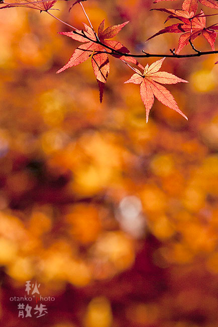 Autumnal leaves*_f0228502_14175125.jpg