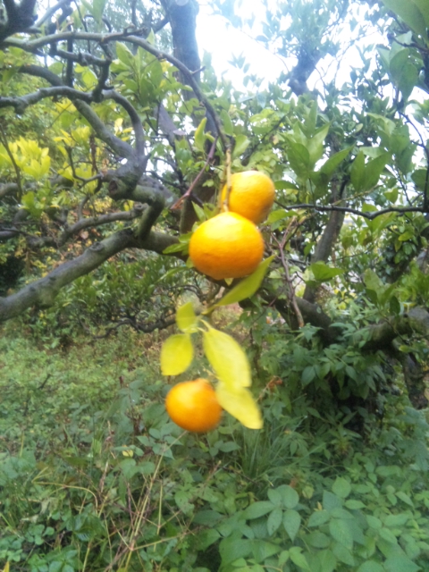 f0230402_2332755.jpg