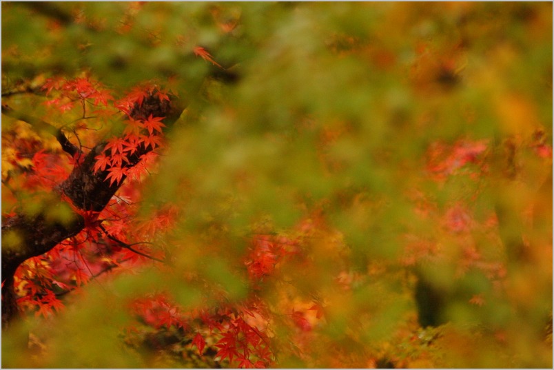 京都紅葉ぶらり旅vol.4　左京区　一乗寺　圓光寺_b0180907_2134767.jpg