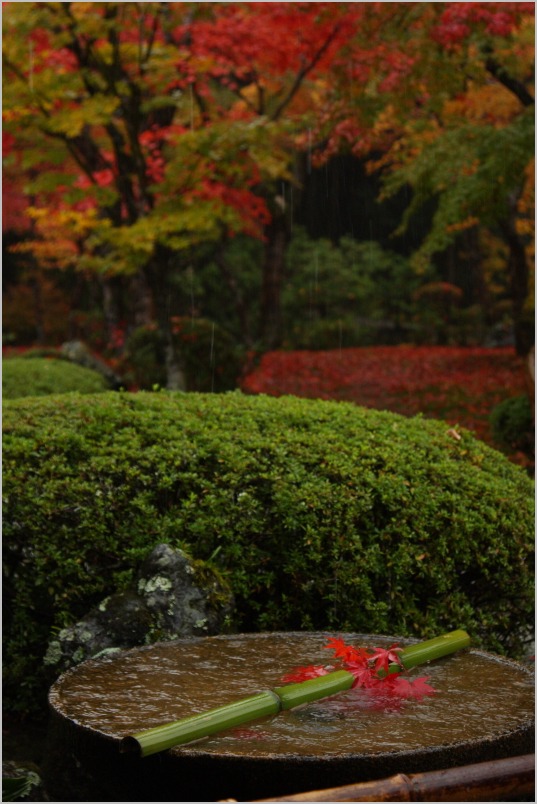 京都紅葉ぶらり旅vol.4　左京区　一乗寺　圓光寺_b0180907_21462410.jpg