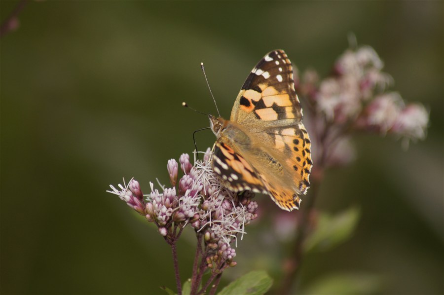 フジバカマの常連_d0272107_21193351.jpg