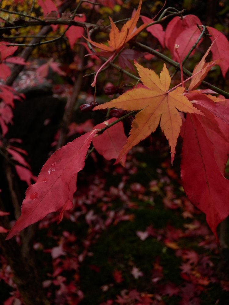 c0062511_6261572.jpg