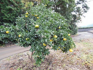 師走に入りました★_e0238112_10512850.jpg