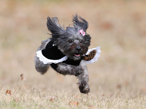 大阪ドッグランフィールドさんで飛行犬撮影 飛行犬撮影所 Kobe