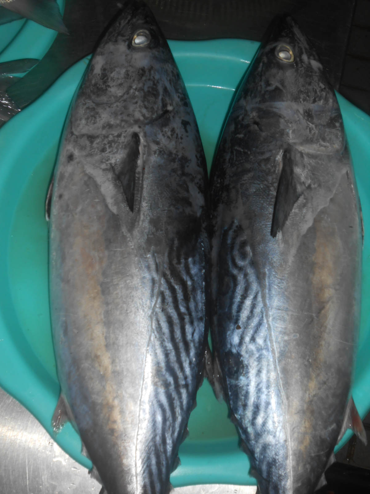 今日は 季節はずれのナンヨウキンメ鯛が居ました ベトナム魚市場 魚釣り