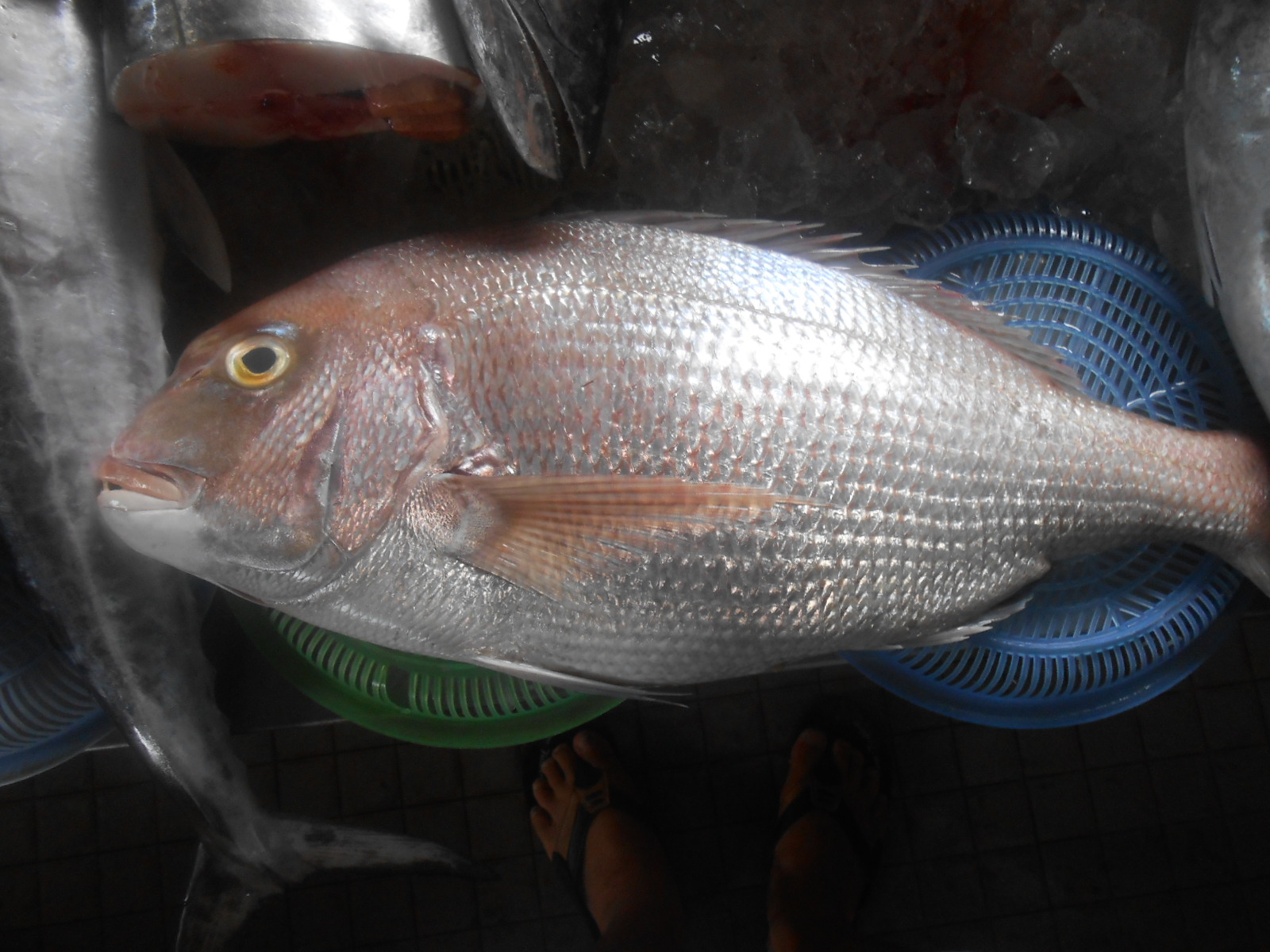 今日は 季節はずれのナンヨウキンメ鯛が居ました ベトナム魚市場 魚釣り