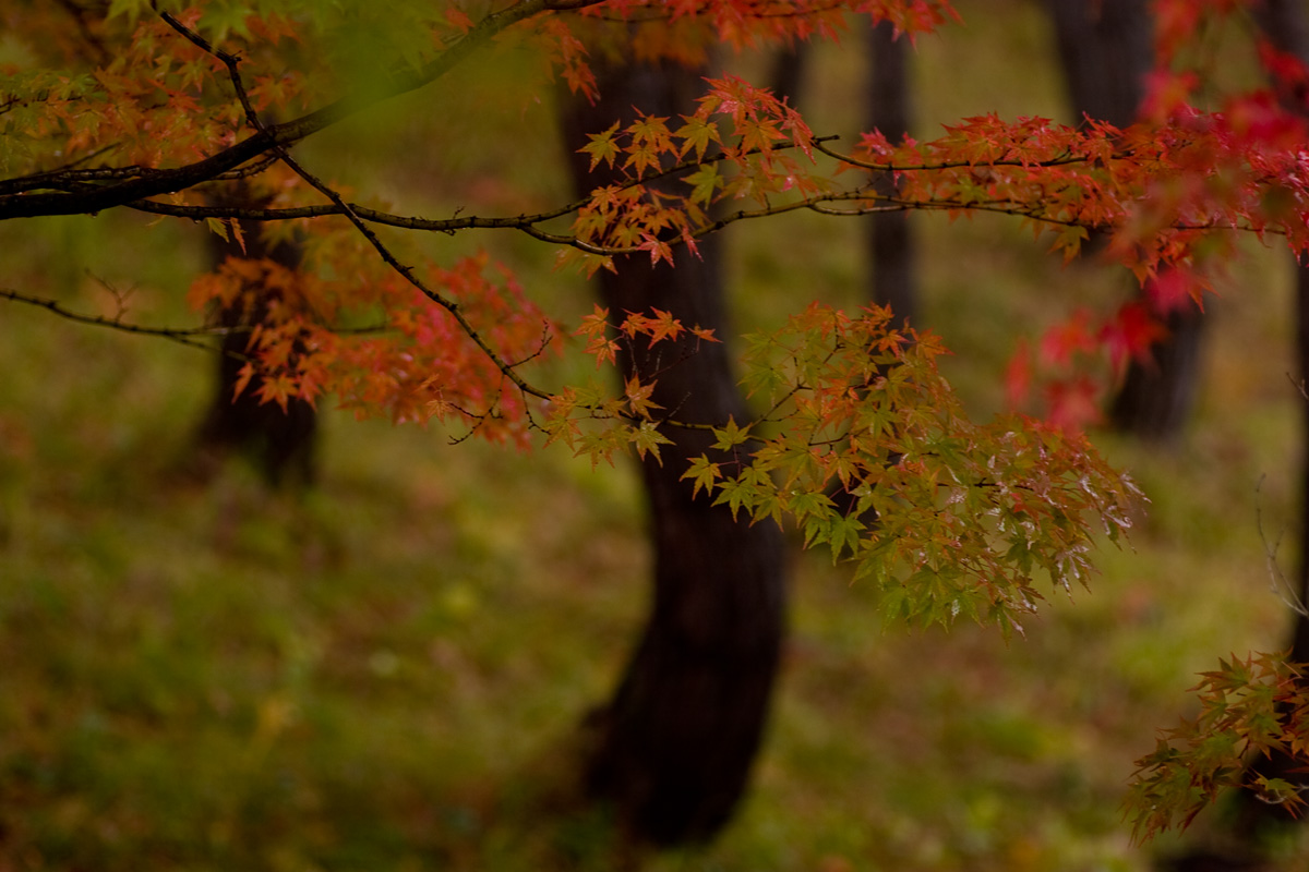 紅葉三昧_b0060822_23395796.jpg