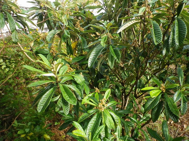 b0138522_07458.jpg