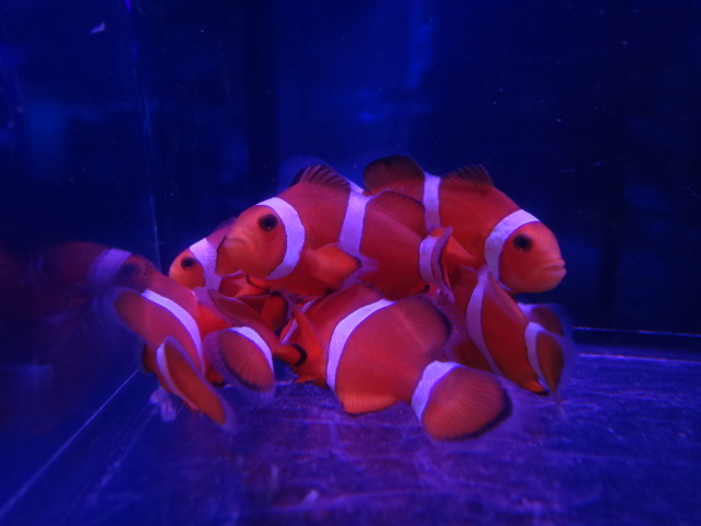 121205 海水魚・水草・淡水魚_f0189122_12551634.jpg