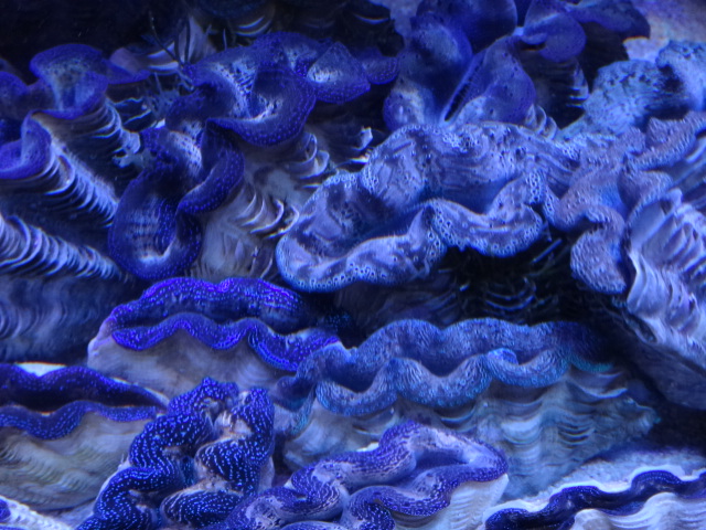 121205 海水魚・水草・淡水魚_f0189122_12584069.jpg
