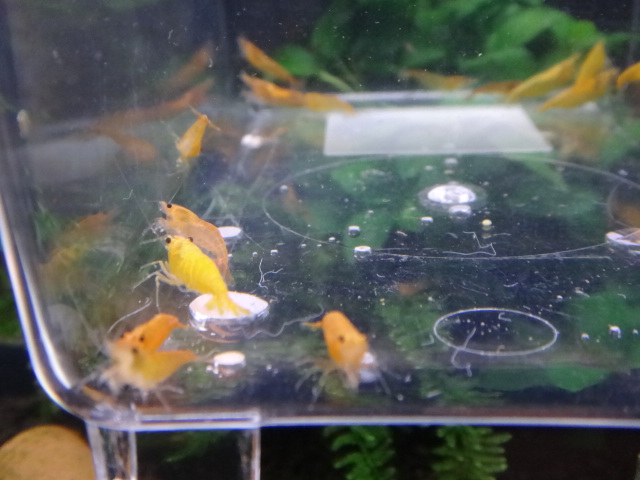 121205 海水魚・水草・淡水魚_f0189122_14501094.jpg