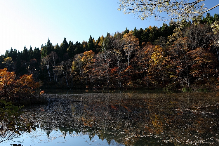 朝、黒姫高原御鹿池へ 2_d0170525_0102335.jpg