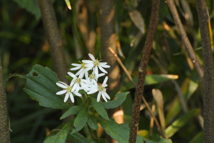 用水土手のシロヨメナ Shiroyomena blooming on a water bank_f0206939_22392656.jpg