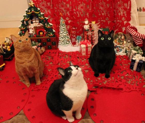 Yahoo!ペット「楽しいクリスマス!」コンテストエントリー猫 空ぽーしぇるのぇるろった編。_a0143140_21384821.jpg