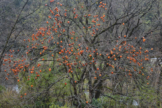 c0093046_1515414.jpg