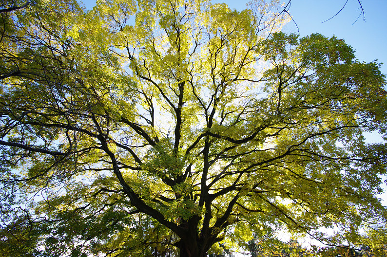 紅葉 2012　～京都御苑～_f0152550_22275070.jpg