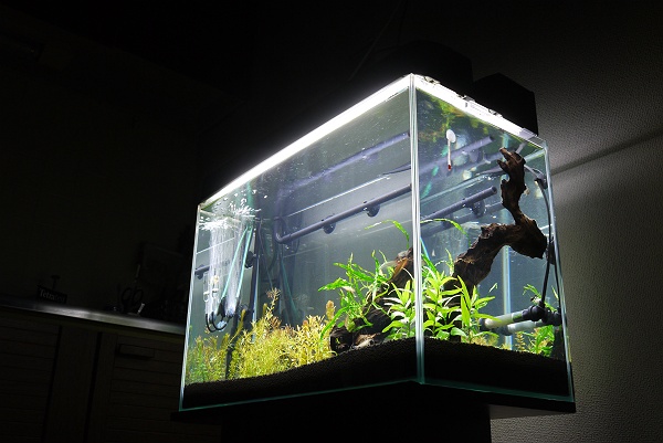 大どんでん返し うちの水槽はカリウム過多だった Kamakura Aqua