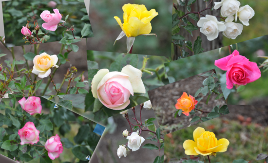 a0201257_09082.png