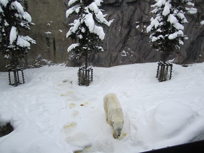 冬の旭山動物園_d0158258_8482151.jpg