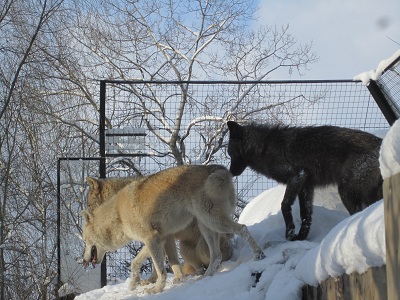 冬の旭山動物園_d0158258_8484882.jpg