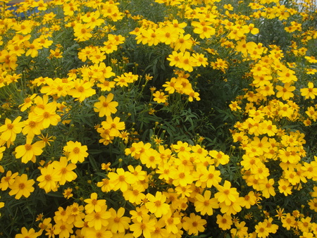 c0108460_1722742.jpg