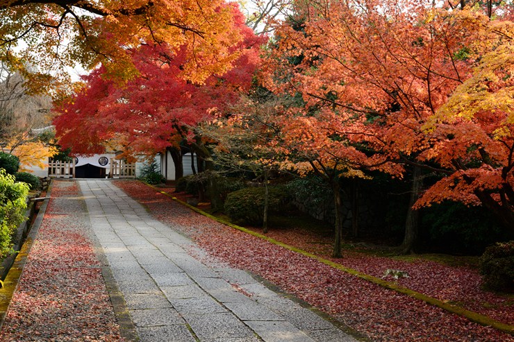 京都 養源院 ~紅葉~_f0222161_9531976.jpg