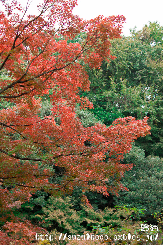 またまた池田山公園_a0248663_7323026.jpg