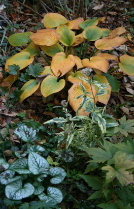 d0000274_12454080.jpg