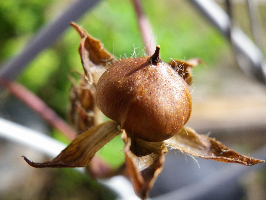 雀瓜 スズメウリ と豆朝顔 マメアサガオ の実 自然風の自然風だより
