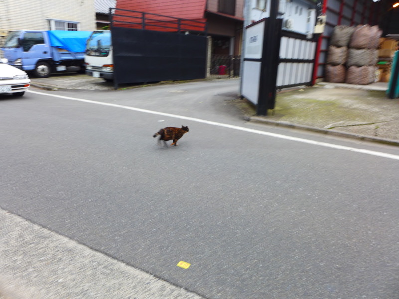 飛び出すにゃ_c0109780_17203685.jpg