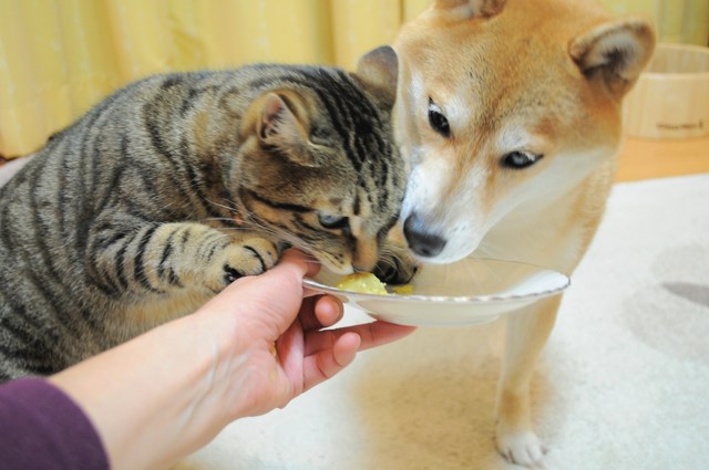 さつまいも_a0126590_003296.jpg