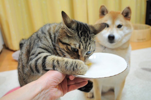 さつまいも_a0126590_01468.jpg