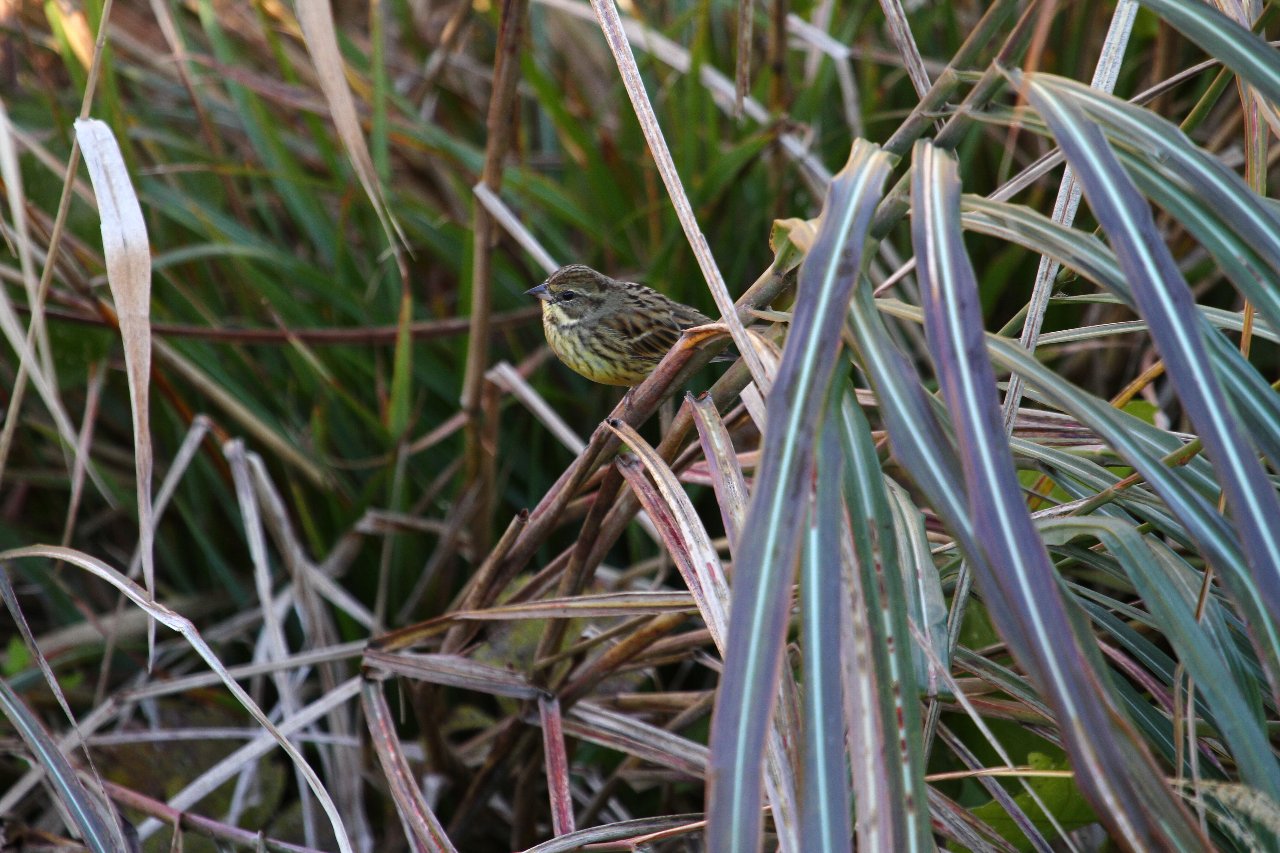 e0167295_8441118.jpg