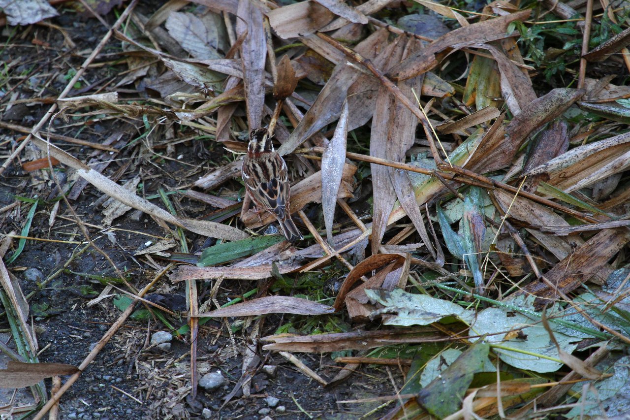 e0167295_8455032.jpg