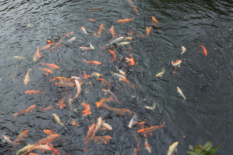 パンを下さい_b0275998_0105663.jpg