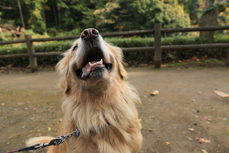 パンを下さい_b0275998_0144145.jpg