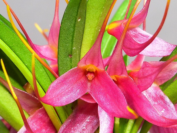 Masdevallia roseola_a0267399_12155165.jpg