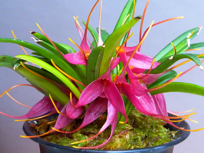 Masdevallia roseola_a0267399_12162558.jpg