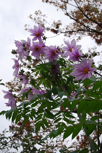 c0124100_0484983.jpg