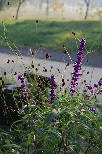 c0124100_0492275.jpg