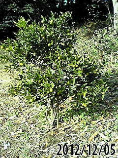 e0270403_101781.jpg