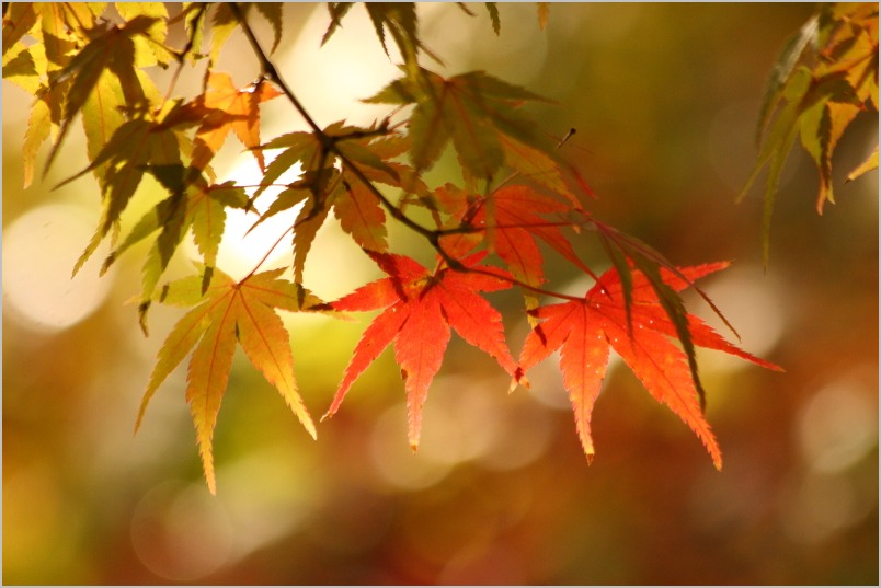 京都紅葉ぶらり旅vol.5　左京区　一乗寺　圓光寺（partⅱ）_b0180907_2314273.jpg