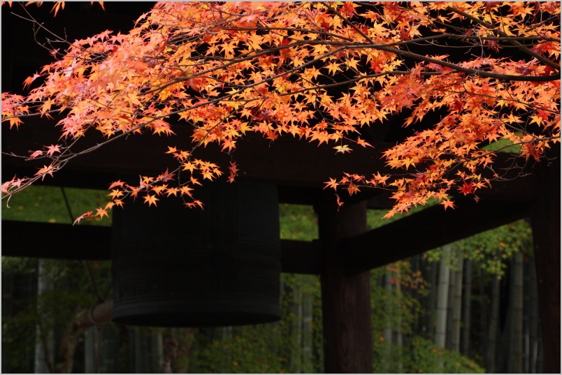 京都紅葉ぶらり旅vol.5　左京区　一乗寺　圓光寺（partⅱ）_b0180907_2321183.jpg