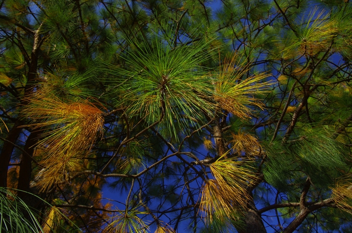 c0156908_837565.jpg