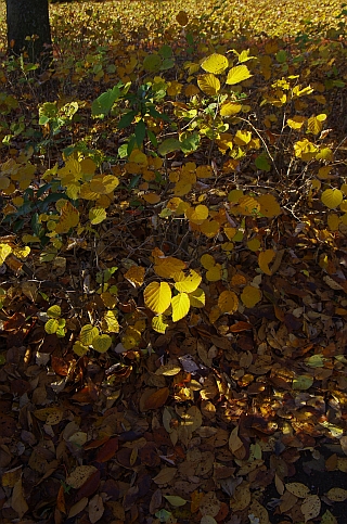 c0156908_8391933.jpg
